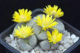 节本增效的肉鸡的“三阶段”饲养法