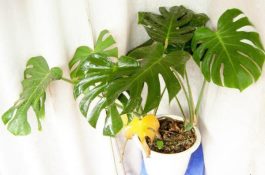 龟背竹怎么养护（龟背竹日常养护5大技巧）