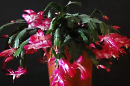 蟹爪兰怎么换盆换土（4步即可完成蟹爪兰的换盆）