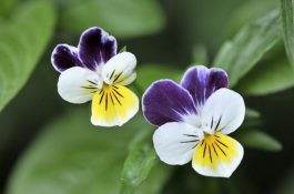 今冬明春鸭场重点流行病防控警示