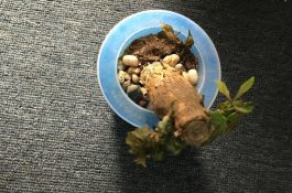 养鸡怎么防治？症状识别、发病规律与用药方法