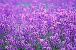 薰衣草花语是什么意思(等待爱情)