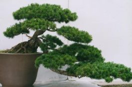 鸡病防治-原虫病-鸡住白细胞原虫病