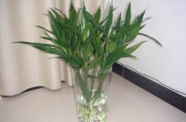 一例鸡痘的诊治