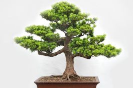 罗汉松种在家里禁忌（忌放在财位处）