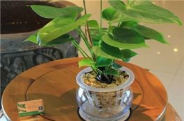 应用新技术养好奶山羊