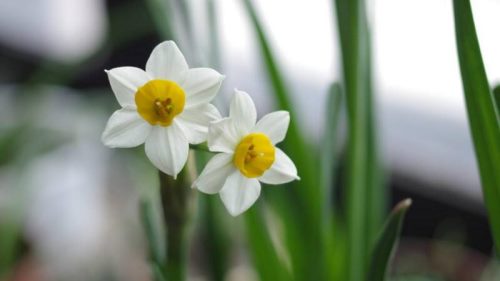 水仙花的养殖方法