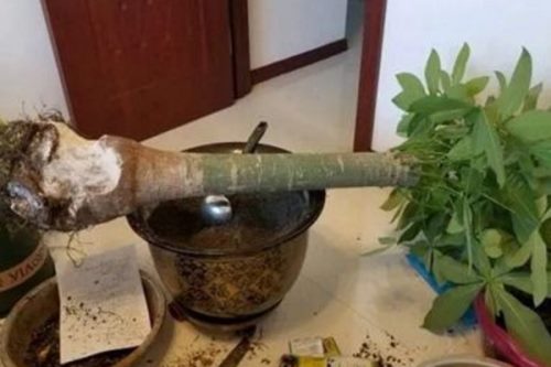 发财树主干腐烂怎么办,切除腐烂部分做好消毒工作