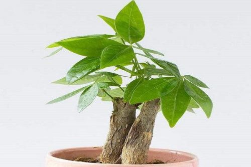 发财树主干腐烂怎么办,切除腐烂部分做好消毒工作