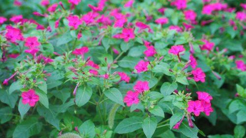 夜来香的养殖方法和注意事项