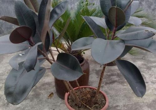 橡皮树有毒吗,橡皮树能放在卧室吗