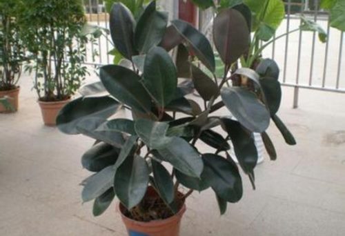 橡皮树有毒吗,橡皮树能放在卧室吗