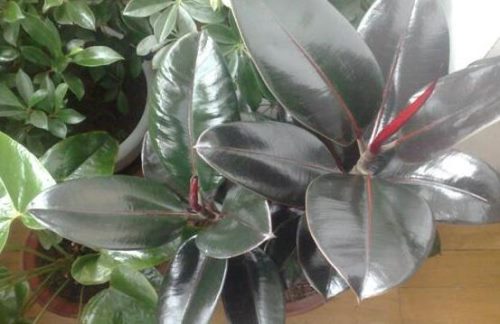 橡皮树有毒吗,橡皮树能放在卧室吗