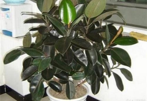 橡皮树有毒吗,橡皮树能放在卧室吗