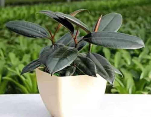 橡皮树有毒吗,橡皮树能放在卧室吗