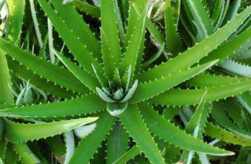 芦荟怎么吃减肥,芦荟可配作辅料菜肴