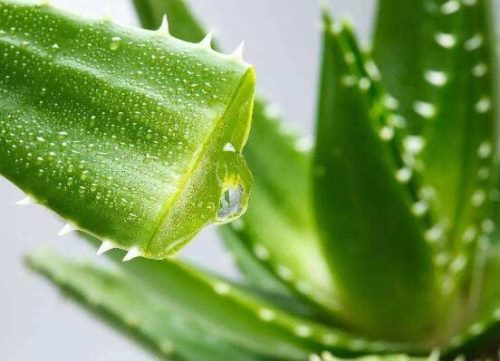 芦荟怎么吃减肥,芦荟可配作辅料菜肴