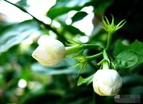 茉莉花怎么浇水,茉莉花浇水方法
