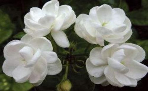 茉莉花怎么浇水,茉莉花浇水方法