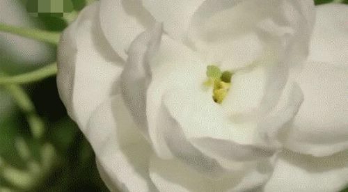 茉莉花怎么浇水,茉莉花浇水方法