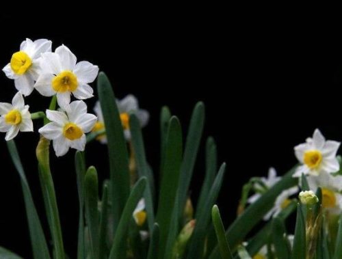 水仙花的风水作用，催财生旺、美化环境