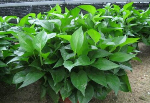 绿萝的作用有哪些,净化空气、点缀家居之美