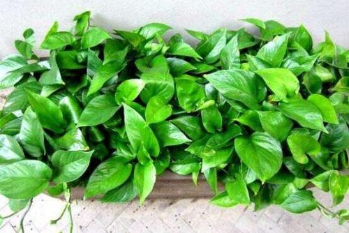 绿萝的作用有哪些,净化空气、点缀家居之美