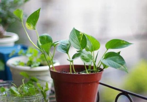 绿萝的作用有哪些,净化空气、点缀家居之美