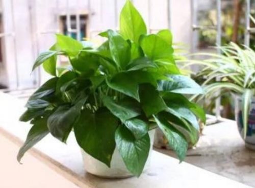 绿萝的作用有哪些,净化空气、点缀家居之美