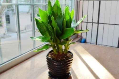 观音竹发黄怎么补救