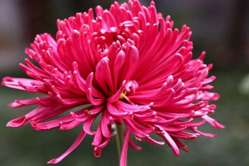 菊花代表什么花语