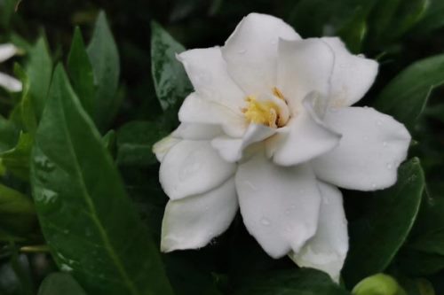 栀子花叶子发黄焦边干枯是怎么回事
