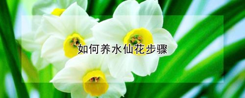 如何养水仙花步骤