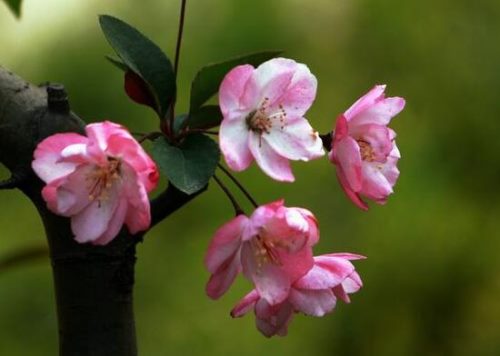 海棠花花语是什么,海棠花为什么叫断肠花