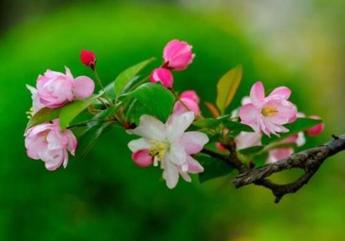 海棠花花语是什么,海棠花为什么叫断肠花
