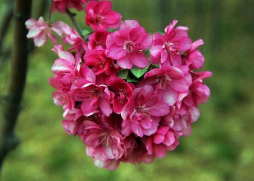 海棠花花语是什么,海棠花为什么叫断肠花