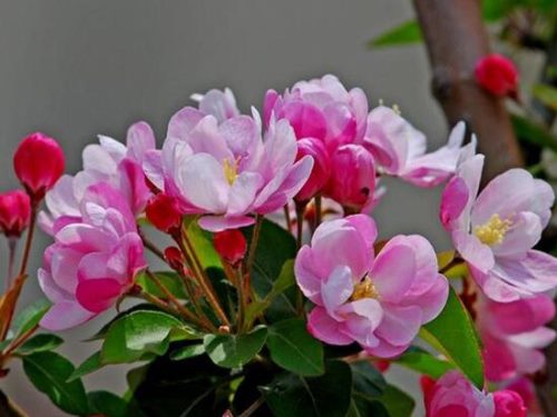 海棠花花语是什么,海棠花为什么叫断肠花