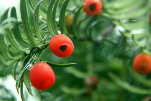 红豆杉图片,特征、种类以及用途介绍