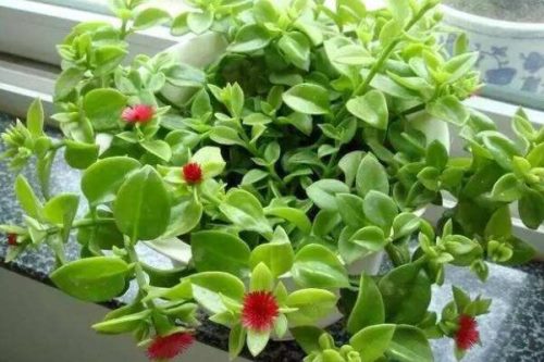 牡丹吊兰什么时候开花,春夏两季绽放(花期在3个月左右)