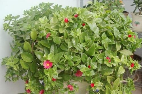 牡丹吊兰什么时候开花,春夏两季绽放(花期在3个月左右)