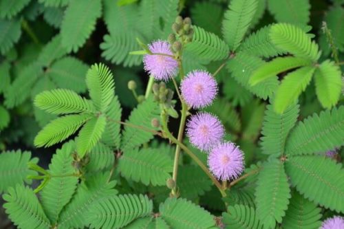含羞草叶子不张开怎么办,增加光照并加强通风