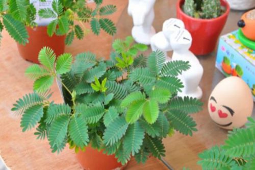 含羞草叶子不张开怎么办,增加光照并加强通风