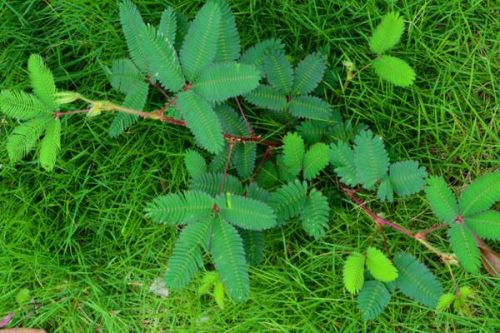 含羞草叶子不张开怎么办,增加光照并加强通风