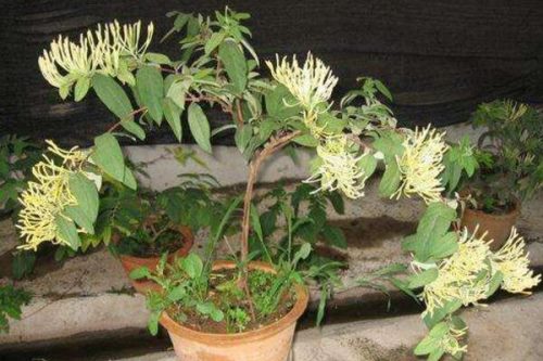 金银花的病虫害及其防治,金银花常见病虫害介绍
