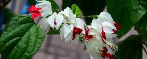 龙吐珠花怎么剪枝繁殖