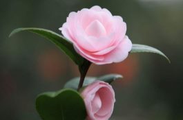 山茶花的养殖方法(详解) 山茶花的养殖方法(详解)
