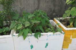 泡沫箱种菜有毒吗（详解）