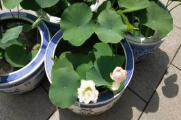 防治香菜菌核病须知
