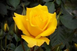 草鱼、鳙鱼和鲮鱼的混养模式如何