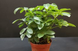 庭院生态养黄鳝